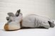 Кросівки adidas Yeezy Boost 350 V2 "Sesame"